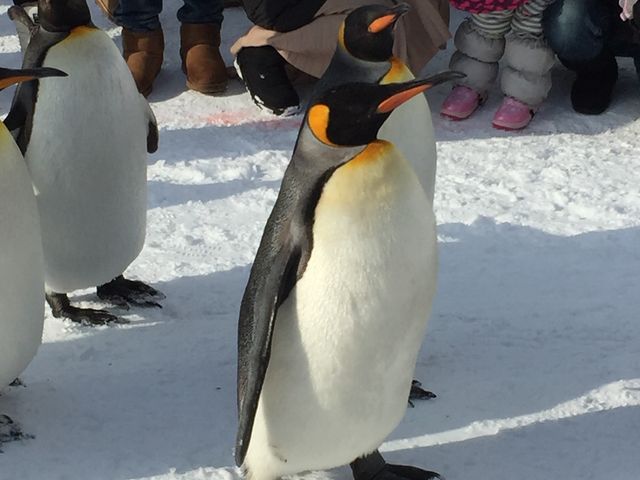 �y���M���̉��炵���p������܂�_���R������