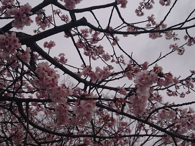 �����炫�n�߂Ă��܂�_���q�����ʂ�