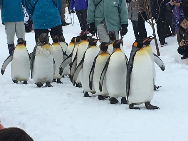 ���s�V�̗ǂ��y���M�������́A�A�C�h���ł�_���R������