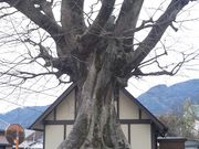 hakoneatamïꗢ˂̓eʐ^4