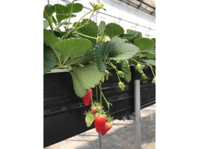 �����n�̐��C�`�S�����ʃT�C�Y�ł��B_���[��������