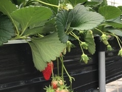 ꂢȂ΂񂳂̎[ւ̓eʐ^1