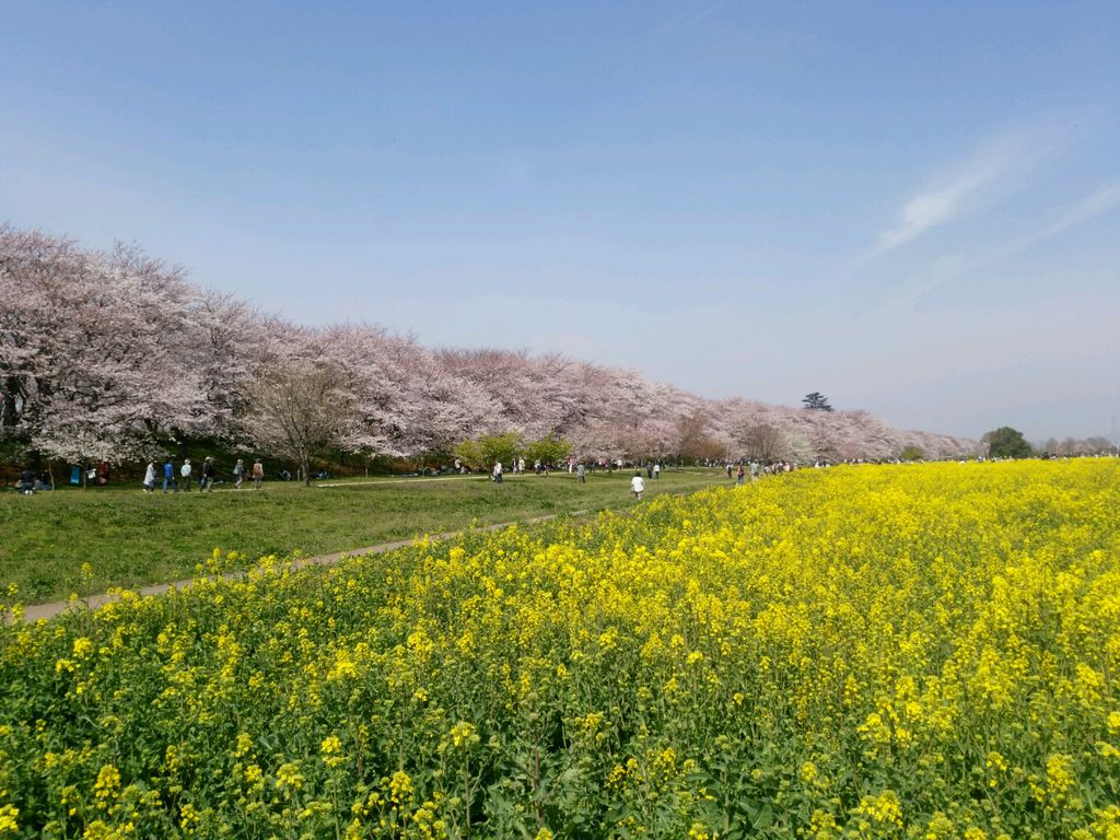 権現堂堤の桜