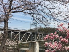 玉淀河原の桜の写真一覧 じゃらんnet