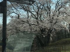 玉淀河原の桜の写真一覧 じゃらんnet
