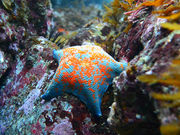 �C���J���񂳂�̍����̓��e�ʐ^6