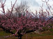 �䂤����̂��񂸂̗��X�P�b�`�p�[�N�̓��e�ʐ^3