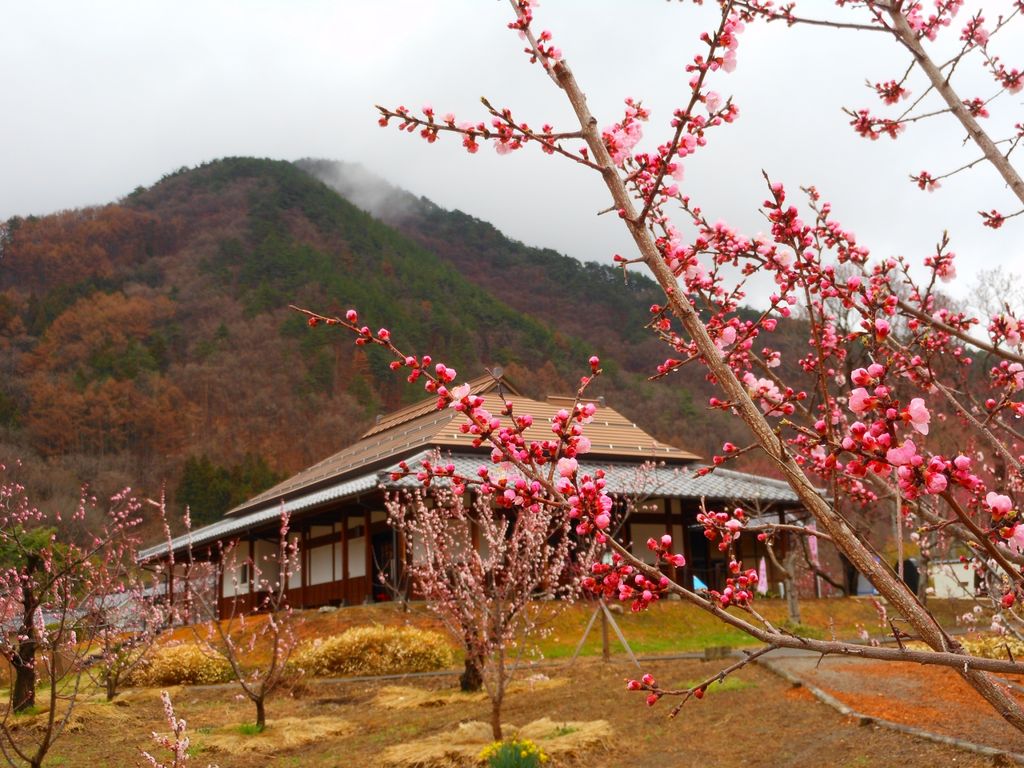 94deb_0003010331_1.jpg