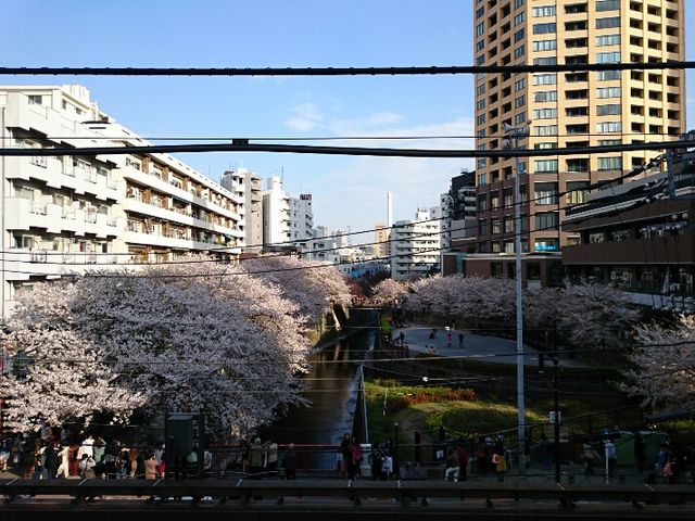 【目黒川（桜並木）】アクセス・営業時間・料金情報 - じゃらんnet