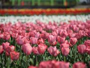 ʂ̍ݑOc̃`[bv̓eʐ^2