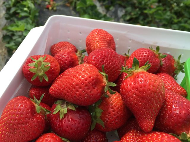 �����A�镪_�����@��{�_��