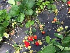 ܂񂳂̎@{_ւ̓eʐ^1