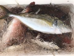 shinn̊Cޖx@ނ̓Cւ̓eʐ^1