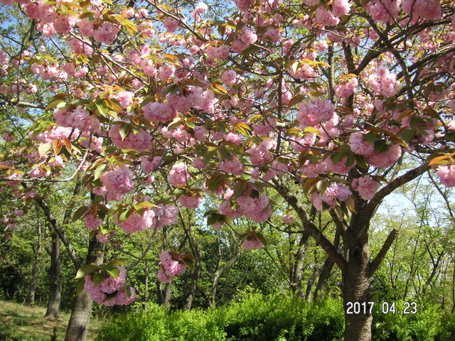 ���̂R_�d�������������̉�