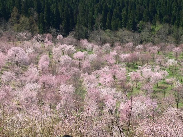 桜の雲のじゅうたん_ラビスパ裏磐梯