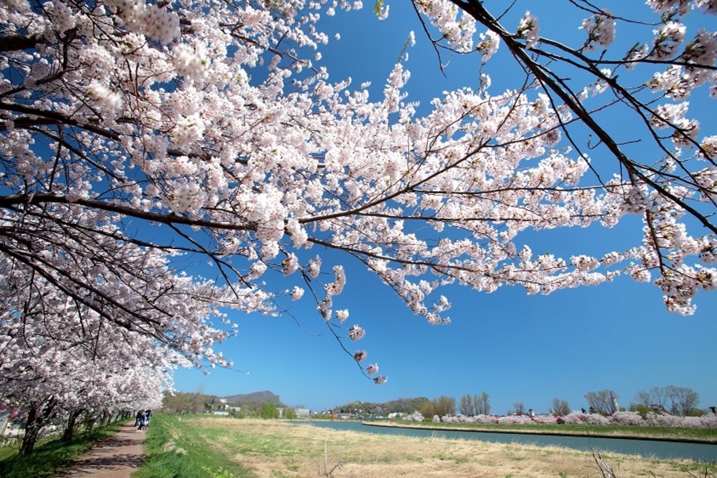 北海道の桜 芝桜の名所27選 桜の開花見頃予想も 春のお花見に じゃらんニュース