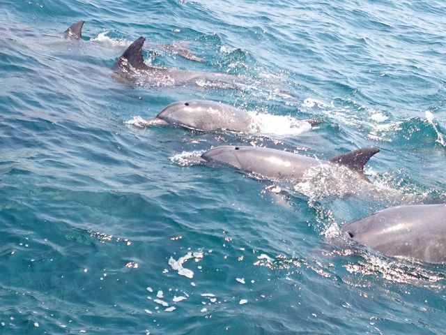 Vɖ{܊یYECJEHb`OZ^[