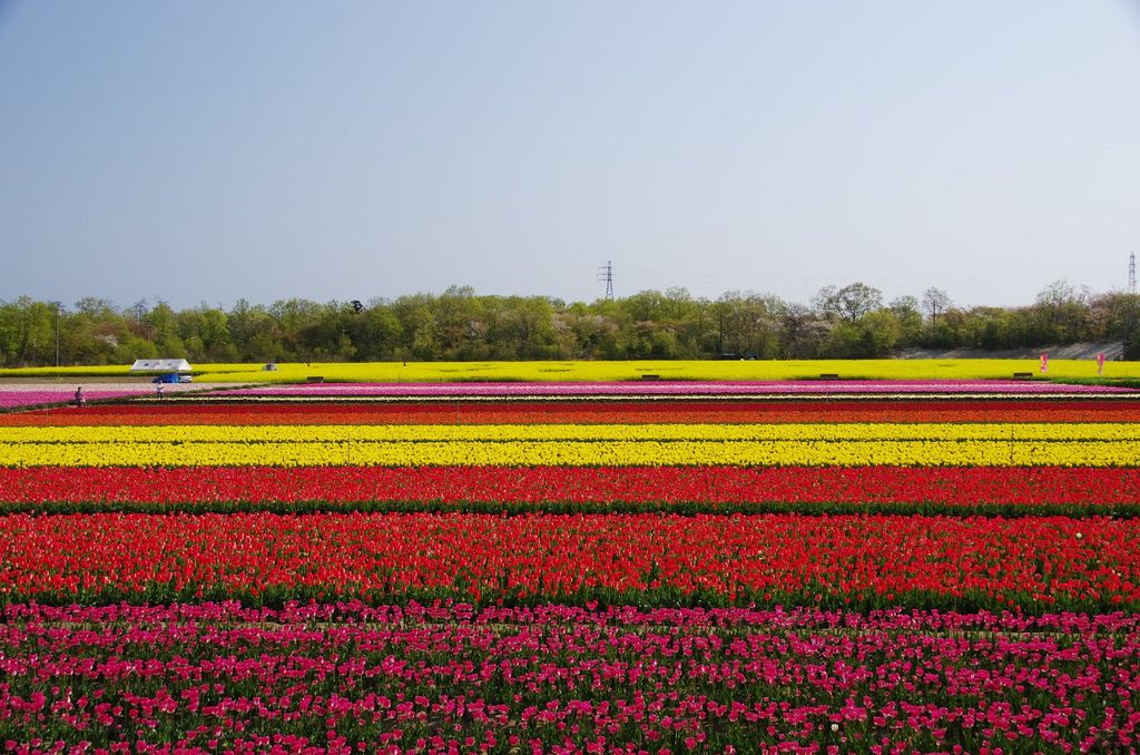 胎内市チューリップフェスティバル