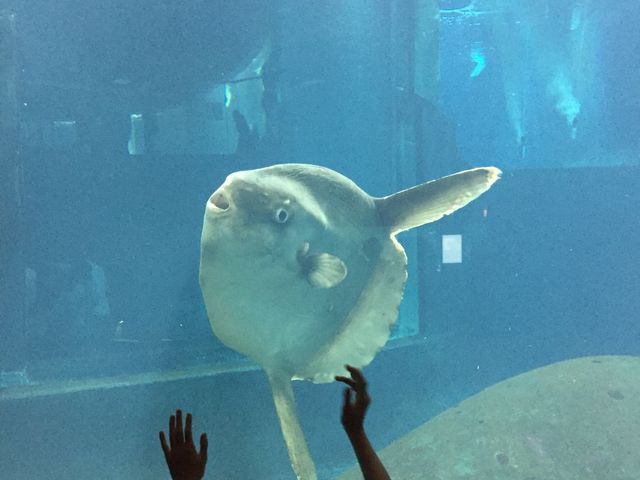 �}���{�E�����̐����ق�芈���ɉj���ł��܂���_�����s�����ՊC������