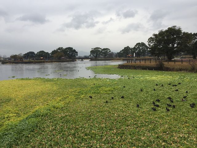 水鳥がたくさん_江津湖
