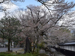 のりちゃんさんの安富桜への投稿写真1