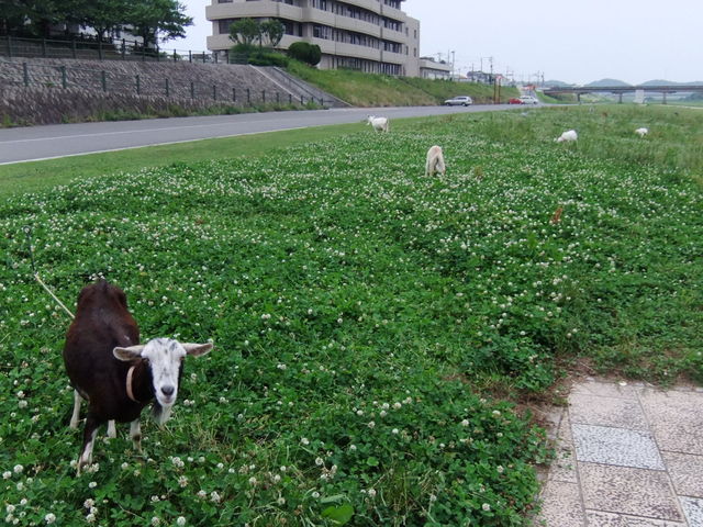 �Ί�_�����I�[�g�L�����v��