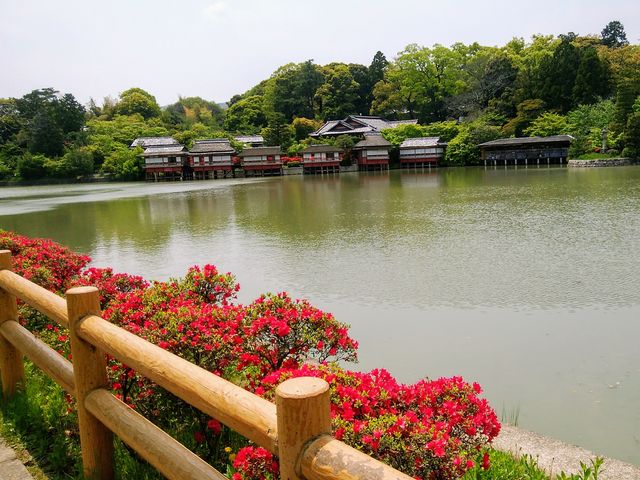 長岡天満宮（八条ヶ池）のキリシマツツジ】アクセス・営業時間