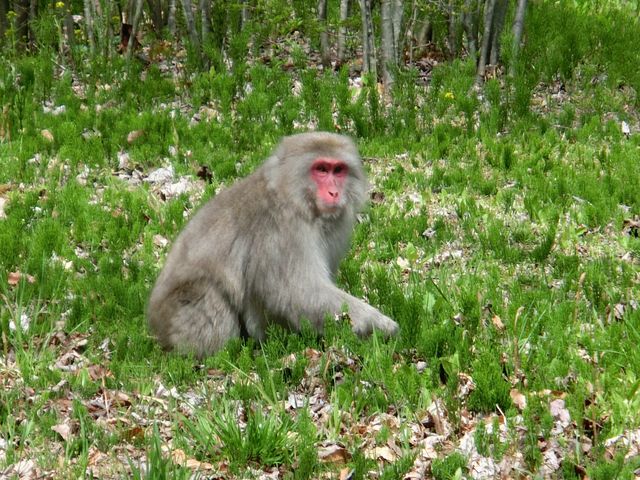 �����̉��̕��ő��������쉎_���c�A���v�X���Â݂̌����@�x���E�䍂�n��