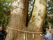 w-masa����̈ɜQ���_�{�̕v�w��̓��e�ʐ^2