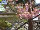 hiroさんの高島公園の桜の投稿写真1
