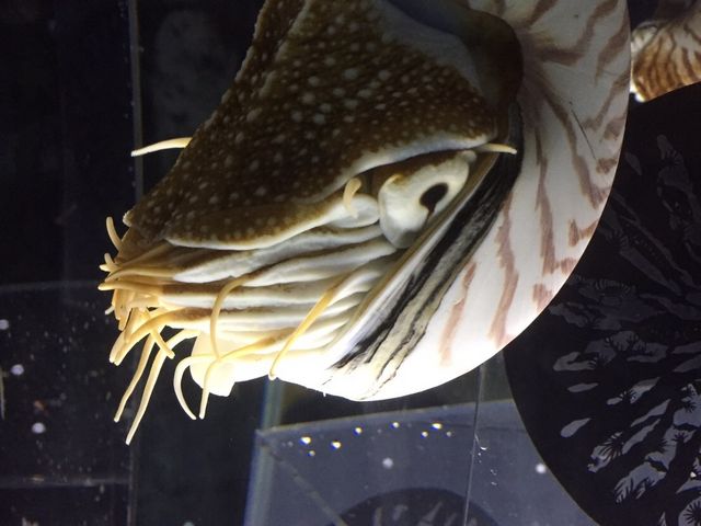 AiCg̎A͂߂Ċς܂B_NIFRELijtj