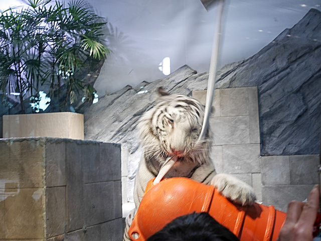 ���������́I_NIFREL�i�j�t�����j