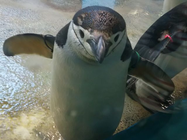 ペンギン水族館にいるペンギン_長崎ペンギン水族館