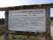 ��������񂳂�̃G�q���A������������n�т̓��e�ʐ^1