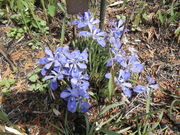 ��������񂳂�̃G�q���A������������n�т̓��e�ʐ^3