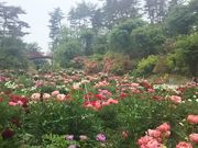 �򒹂���̑�K���̂��̓��e�ʐ^1