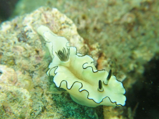 CXgN^[ƂĂꂽE~EV̈łB_C_CrOZ^[