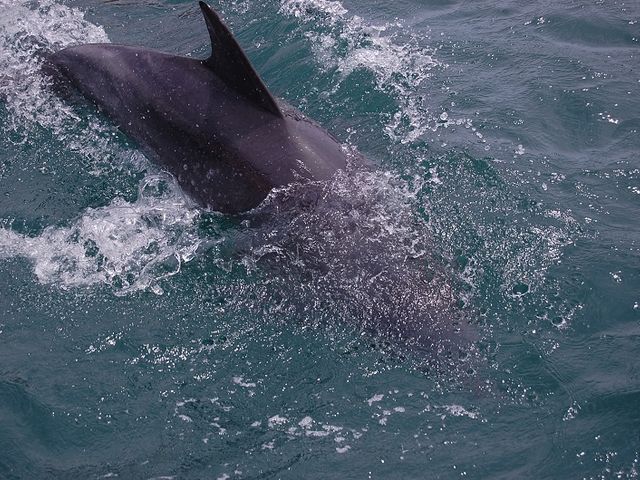 �C���J�͑D�̋߂��܂ŗ��Ă���܂��B_�C���J�E�H�b�`���O�i���̉w �V���s�C���J�Z���^�[�j