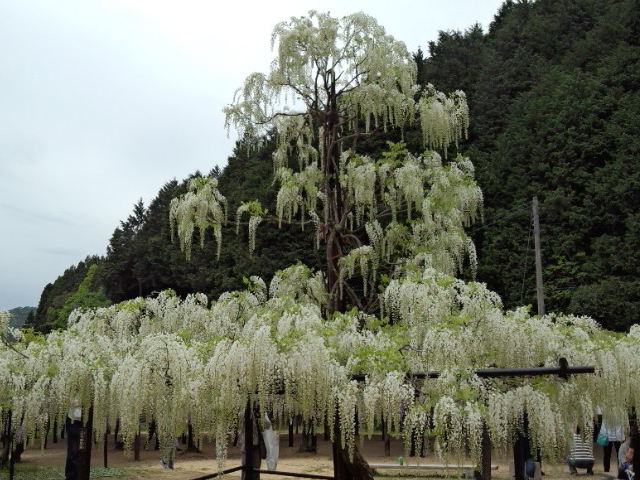 ����咬������_����咬������