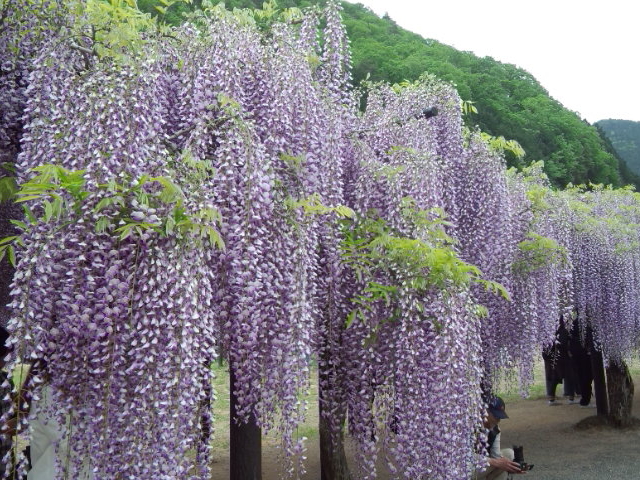 ����咬������_����咬������