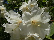 ibokorori̔ǎRñVNiQ̓eʐ^1