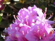 ނ炳񂳂̃~}LV}̓eʐ^7