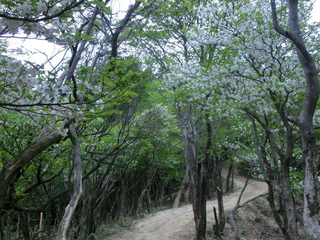 2016�N�T��
�V�����V�I���[�h��_���P�x