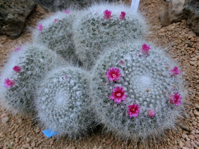 �T�{�e����_�炭�₱�̉Ԋ�