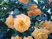 ނ̍űu[YK[fv̓eʐ^2