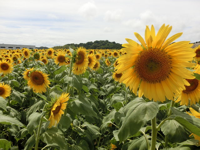 ���̕��̌��������傫���Ďʐ^���B��₷�������ł��B_�ό��_���ԂЂ��