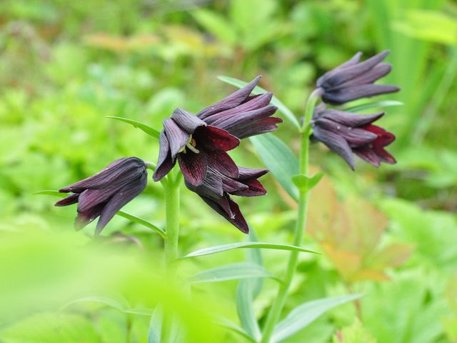 �A�����̃N������_���n�ܗ����R�A����