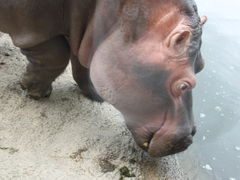 ���R�������̎ʐ^1