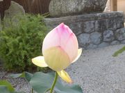 �ڂ肳��̏�׎��̓��e�ʐ^1