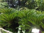 ڂ肳̍L򎛂̑hS̓eʐ^1